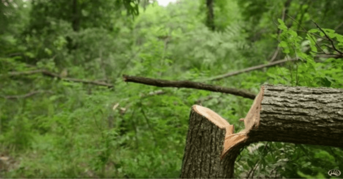 Featured Image for Reasons to Hinge Cut Before Deer Season